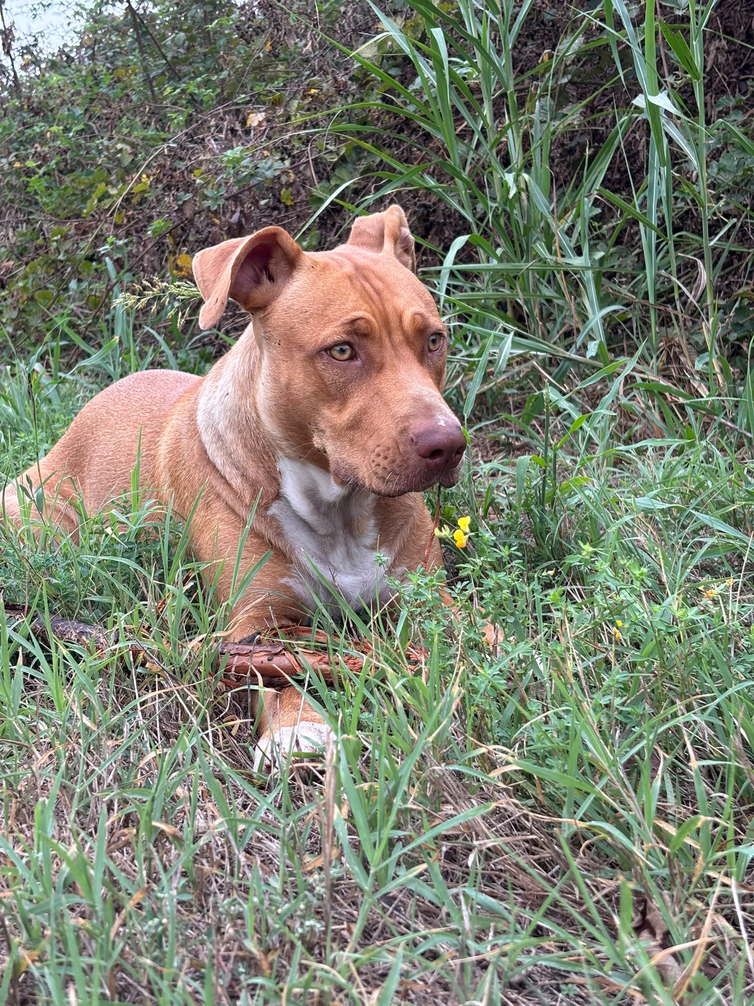 Cane seguito da Underdog Training