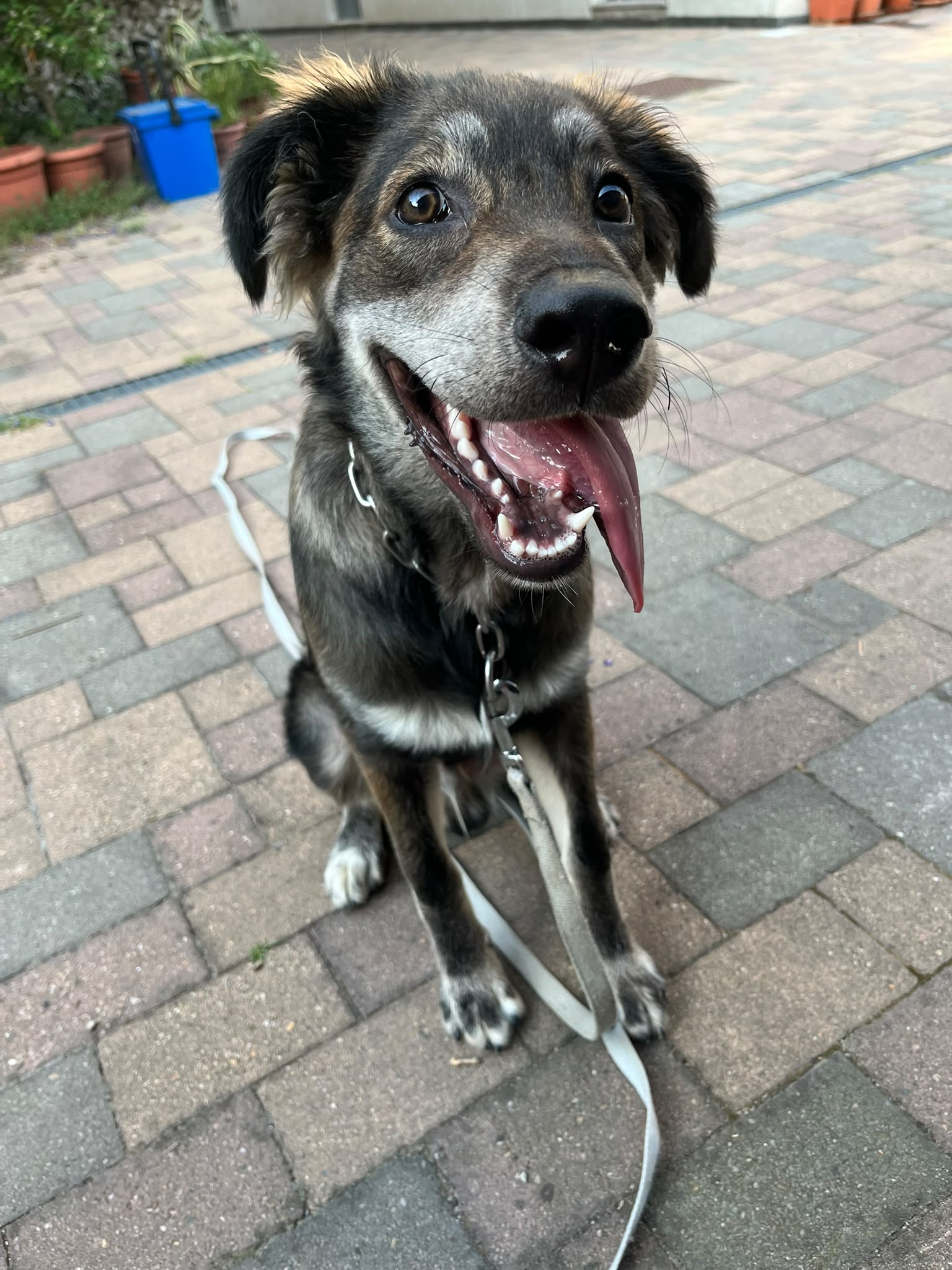 Cane seguito da Underdog Training