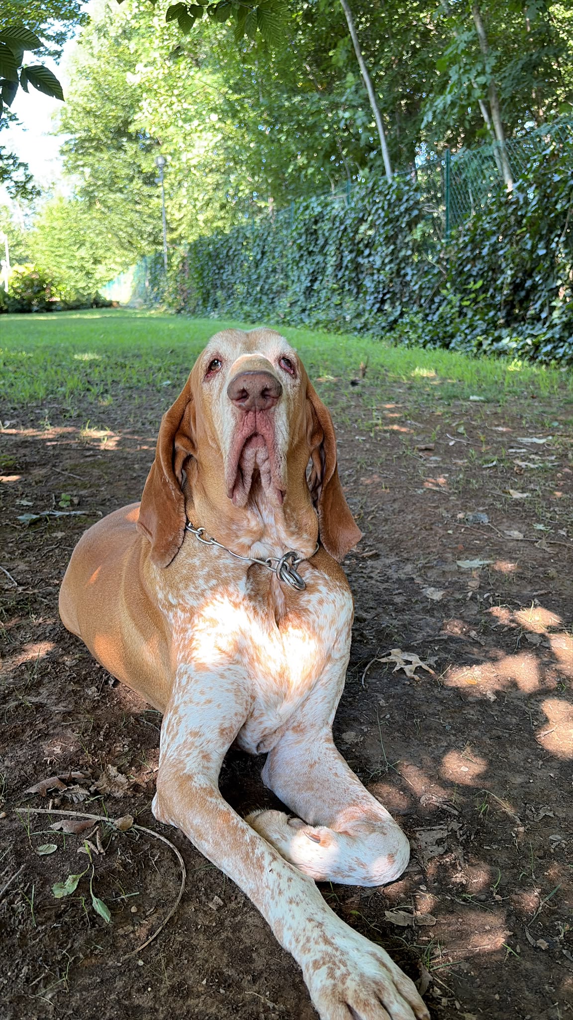 Cane seguito da Underdog Training