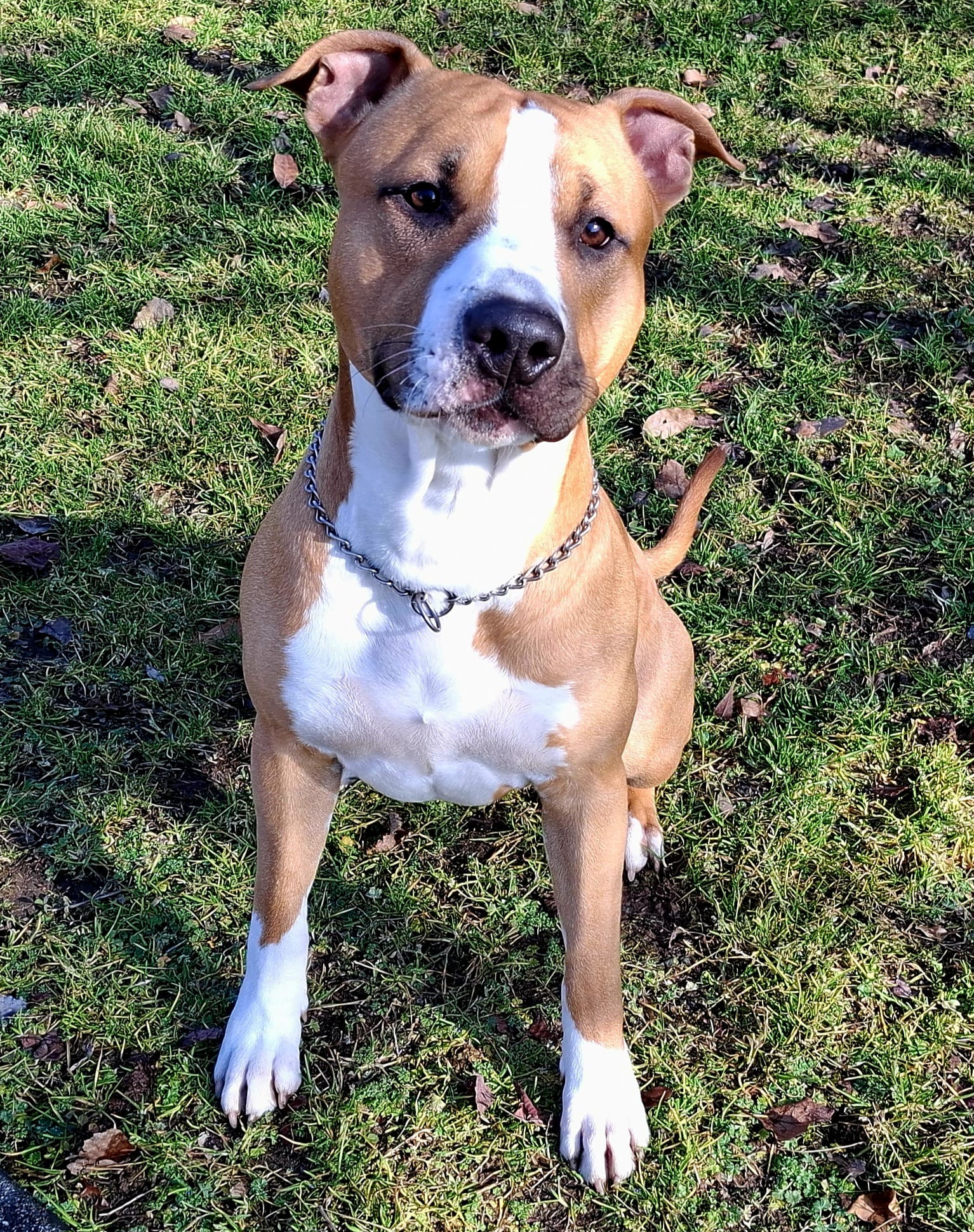 Cane seguito da Underdog Training
