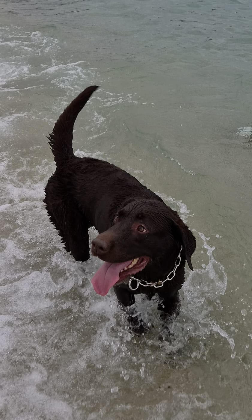 Cane seguito da Underdog Training