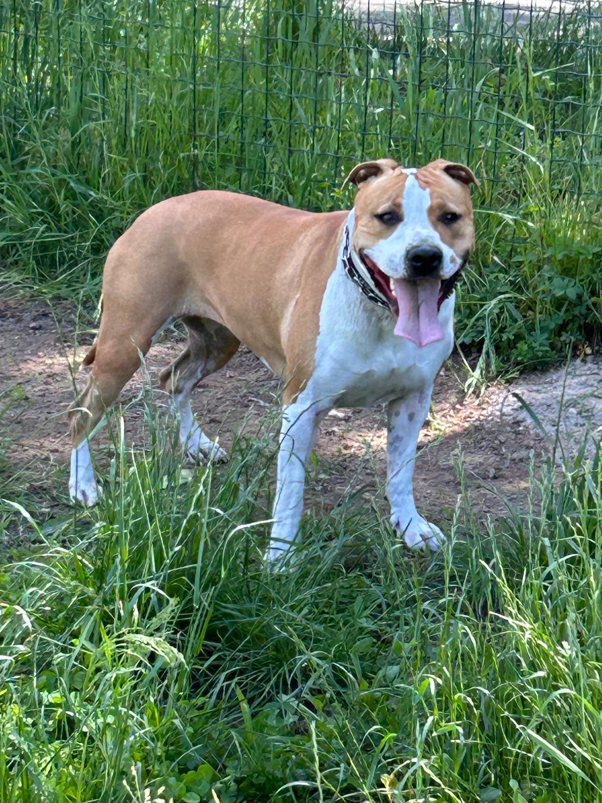 Cane seguito da Underdog Training