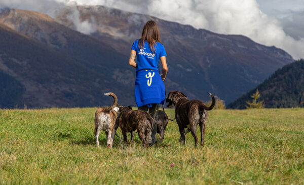 underdog training