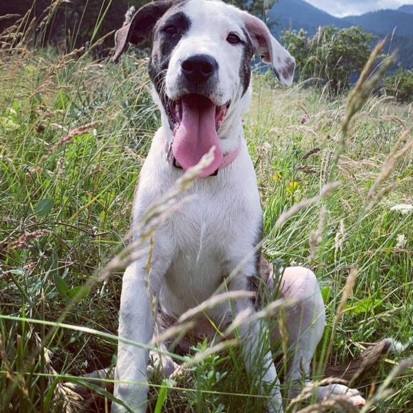 corso cuccioli underdog training torino