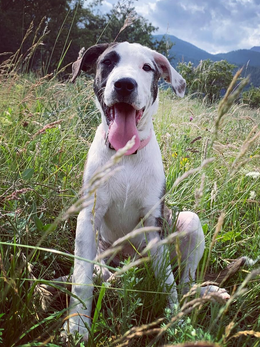 Corso cuccioli